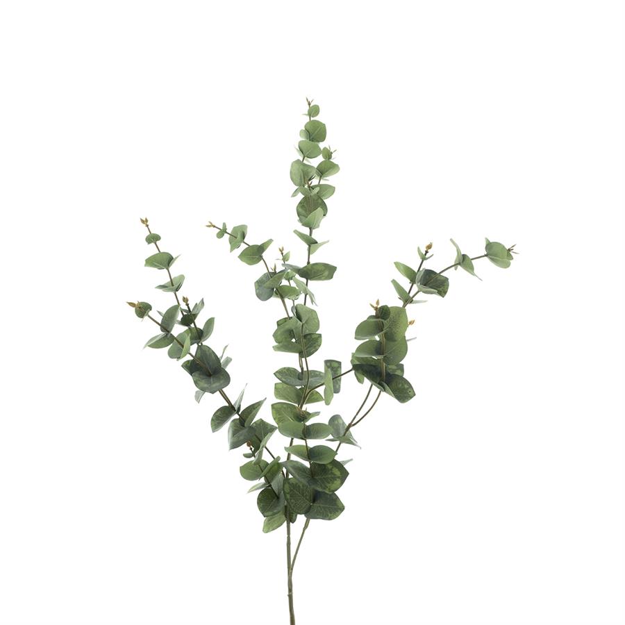 09900026 eucalyptus.jpg