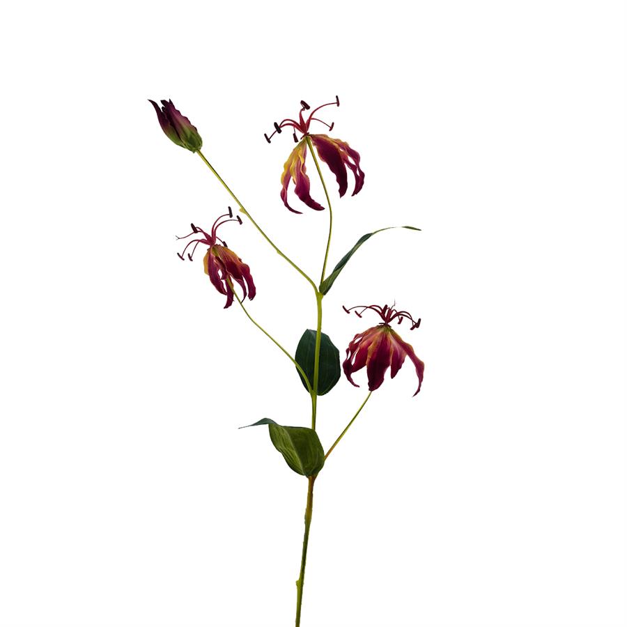 09900028 gloriosa.jpg