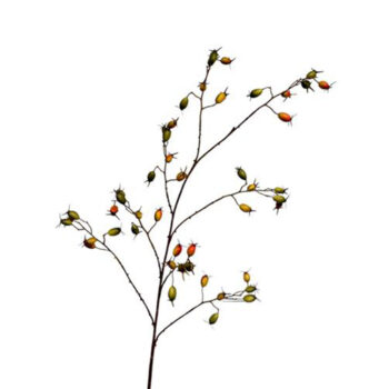 09900033 knopjes oranje.jpg