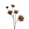 09900036 bloem oudroze.jpg